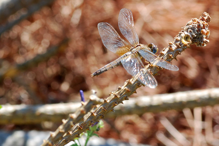 da identificare - Crocothemis erythraea (femmina)